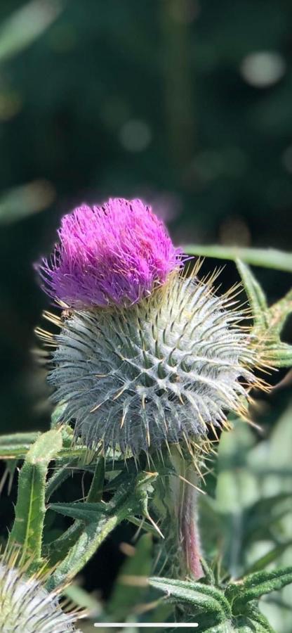 Number Twenty Six - 2 Miles From Elie Beach - 15Mins To St Andrews Colinsburgh Eksteriør billede